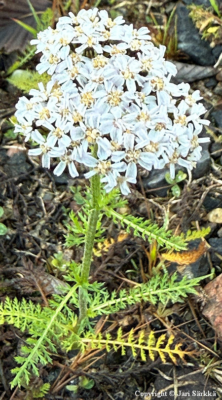 Achillea millefolium, siank�rs�m�